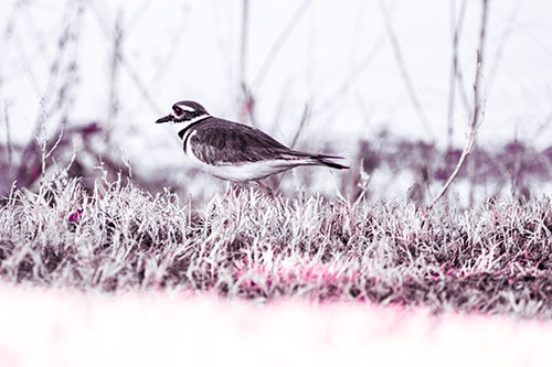 Large Eyed Killdeer Bird Running Along Grass (Purple Tint Photo)