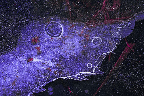Large Headed Bubble Eyed Ice Face Frozen Among River (Purple Tint Photo)