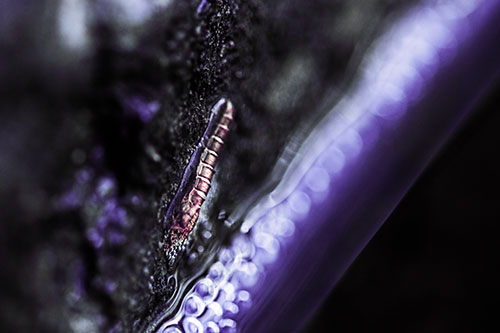 Larva Slithering Along Wet Shore Rock (Purple Tint Photo)