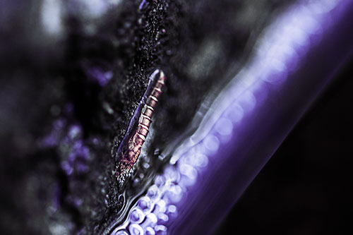 Larva Slithering Along Wet Shore Rock (Purple Tint)