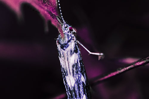 Leaf Blotch Miner Moth Grasping Petal (Purple Tint Photo)