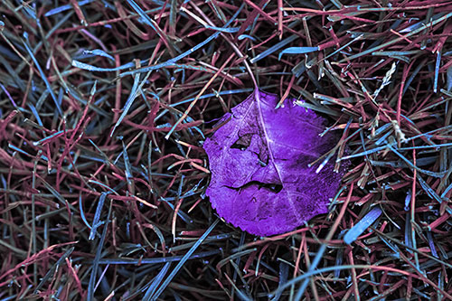 Leaf Face Smirking Among Wet Grass (Purple Tint)