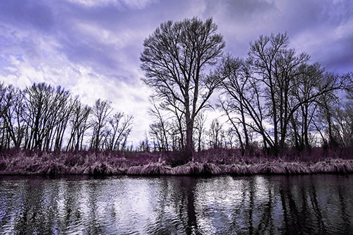 Leafless Trees Cast Reflections Along River Water (Purple Tint Photo)