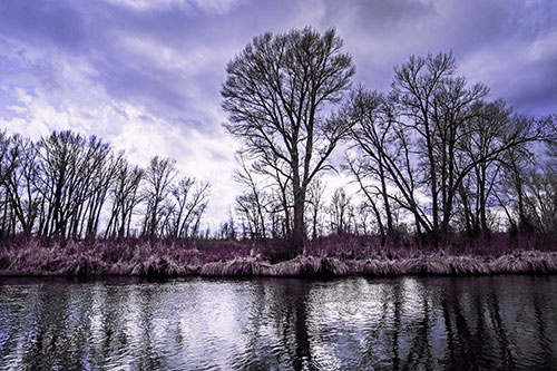 Leafless Trees Cast Reflections Along River Water (Purple Tint)