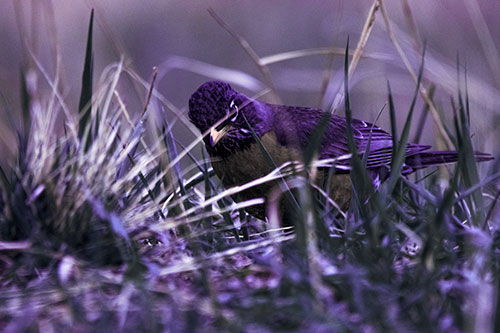 Leaning American Robin Spots Intruder Among Grass (Purple Tint Photo)