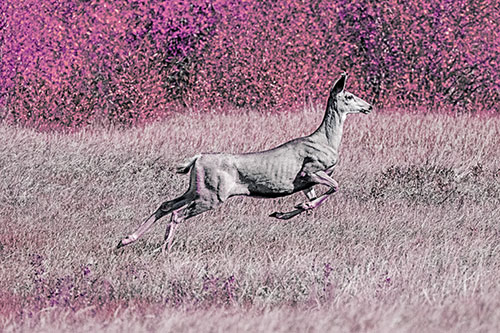 Leaping Mule Deer Running Across Grassland (Purple Tint)