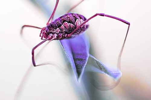 Leg Dangling Harvestmen Spider Sits Atop Leaf Petal (Purple Tint)