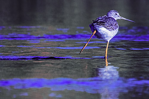 Leg Kicking Greater Yellowlegs Splashing Droplets (Purple Tint Photo)