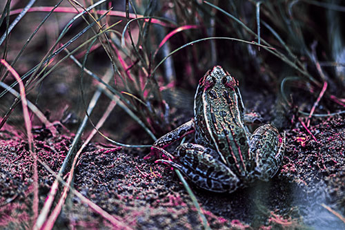 Leopard Frog Sitting Among Twisting Grass (Purple Tint Photo)