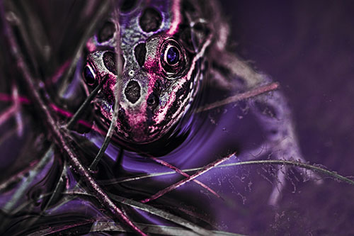 Leopard Frog Stares Among Shoreline Water (Purple Tint)