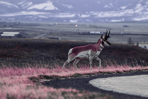 Lone Pronghorn Wanders Up Grassy Hillside (Purple Tint Photo)