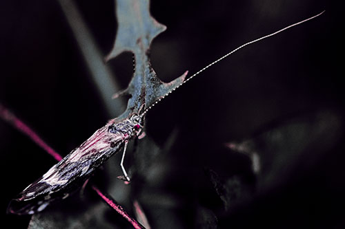 Long Antenna Leaf Blotch Miner Moth Sitting Atop Plant (Purple Tint Photo)
