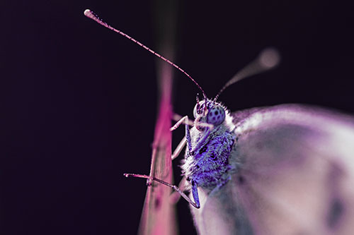 Long Antenna Wood White Butterfly Grasping Grass Blade (Purple Tint Photo)