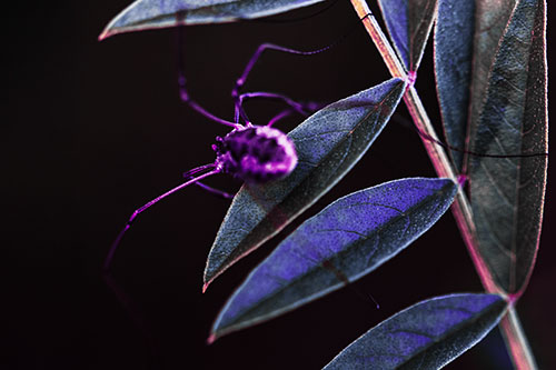 Long Legged Harvestmen Spider Clinging Onto Leaf Petal (Purple Tint Photo)