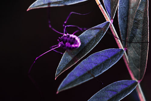 Long Legged Harvestmen Spider Clinging Onto Leaf Petal (Purple Tint)
