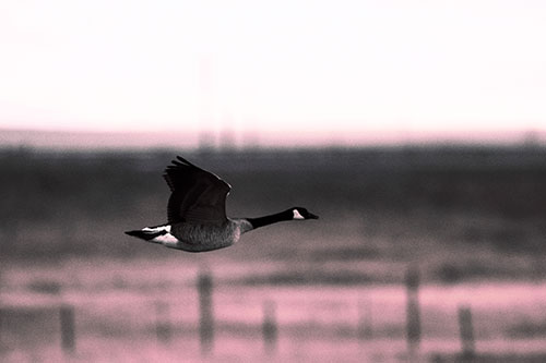 Low Flying Canadian Goose (Purple Tint Photo)