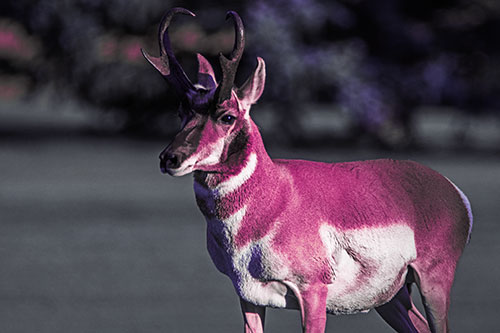 Male Pronghorn Keeping Watch Over Herd (Purple Tint Photo)