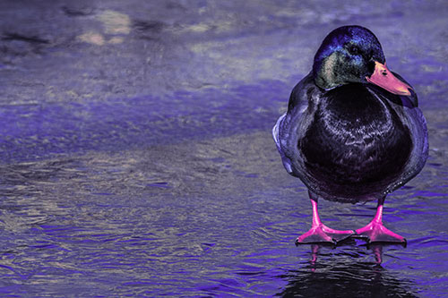 Mallard Duck Enjoying Sunshine Among Icy River Water (Purple Tint Photo)