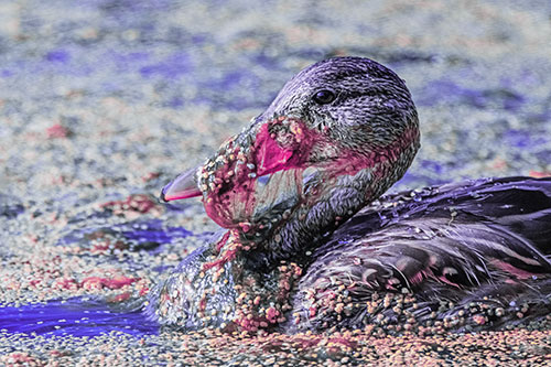 Mallard Duck Entangled In Algae (Purple Tint)