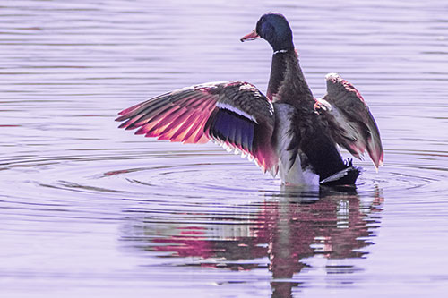 Mallard Duck Flaps Illuminated Wings Among Lake (Purple Tint)