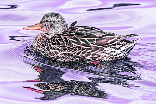 Mallard Duck Floats Among Swirling Water (Purple Tint)
