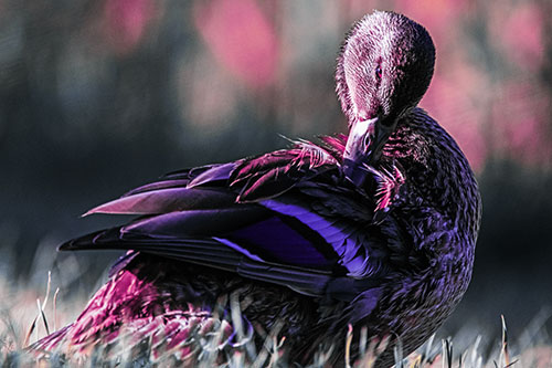 Mallard Duck Grooming Feathered Back (Purple Tint Photo)