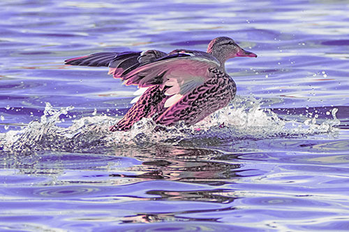 Mallard Duck Makes Splash Landing Atop Lake (Purple Tint)