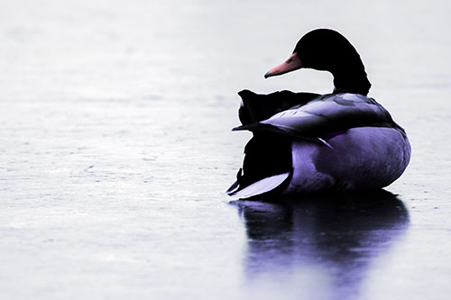 Mallard Duck Resting Atop Ice Frozen Lake (Purple Tint Photo)