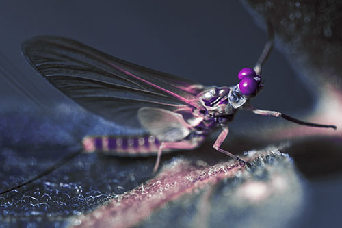 Mayfly Reaches Towards Plant Stem (Purple Tint)