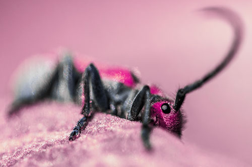 Milkweed Beetle Hiding Behind Leaf Petal (Purple Tint)