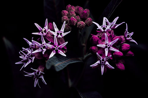 Milkweed Flower Buds Blossoming (Purple Tint Photo)