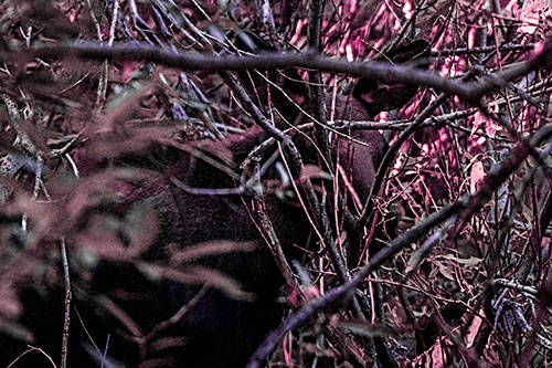 Moose Hidden Behind Tree Branches (Purple Tint Photo)