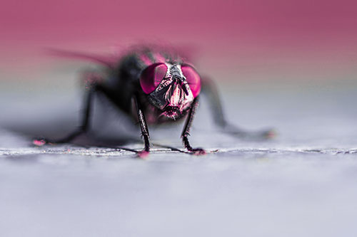 Morbid Open Mouthed Cluster Fly (Purple Tint Photo)