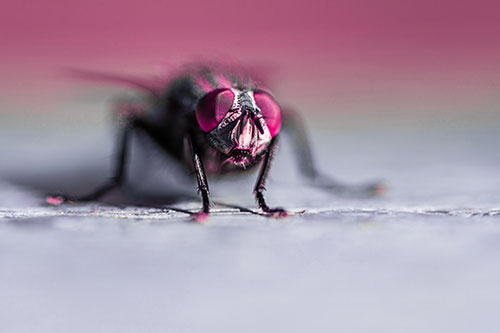Morbid Open Mouthed Cluster Fly (Purple Tint)