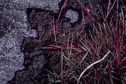 Mud Face Creeping Along Rock Edge (Purple Tint Photo)