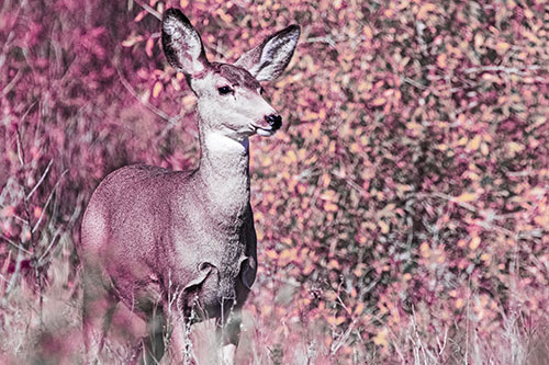 Mule Deer Gazes Across Landscape Horizon (Purple Tint)
