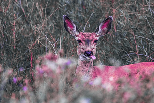 Mule Deer Sticking Tongue Out Sideways (Purple Tint)