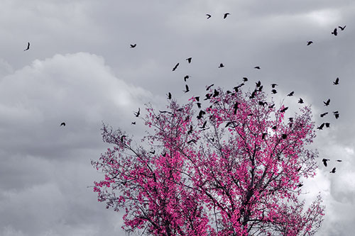 Murder Of Crows Swarm Autumn Tree (Purple Tint)