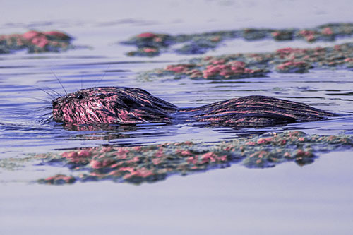 Muskrat Swimming Among Floating Algae (Purple Tint)