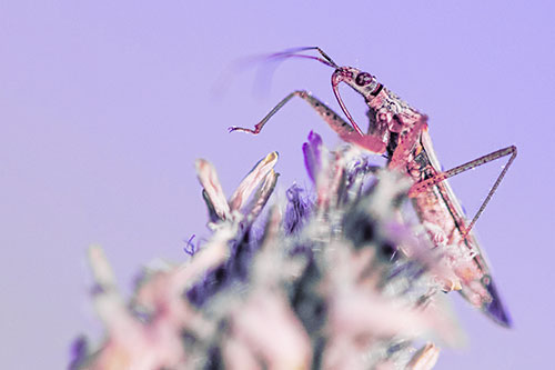 Nabis Lineatus Crawling Atop Plantago (Purple Tint)