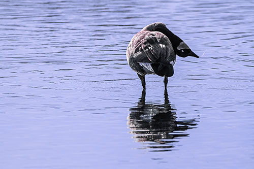 Neck Contorting Canadian Goose Grooming Among Shallow Water (Purple Tint)