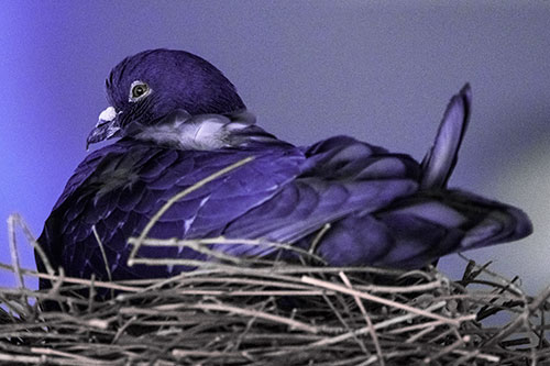 Nesting Pigeon Keeping Watch (Purple Tint Photo)