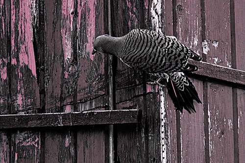 Northern Flicker Woodpecker Climbing Across Birdhouse (Purple Tint Photo)