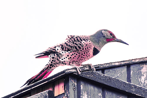 Northern Flicker Woodpecker Crouching Atop Birdhouse (Purple Tint)