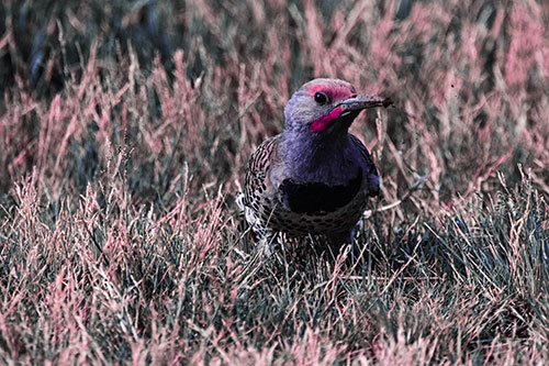 Northern Flicker Woodpecker Digging Up Dirt (Purple Tint)
