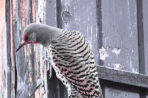 Northern Flicker Woodpecker Peeking Around Birdhouse (Purple Tint Photo)