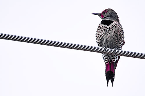 Northern Flicker Woodpecker Perched Atop Steel Wire (Purple Tint)