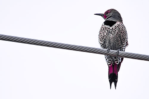 Northern Flicker Woodpecker Perched Atop Steel Wire (Purple Tint Photo)