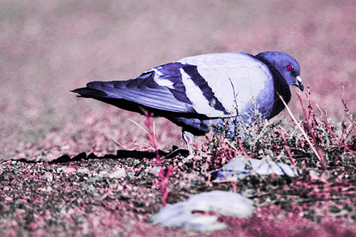 Observant Pigeon Scouring Among Dead Plants (Purple Tint)
