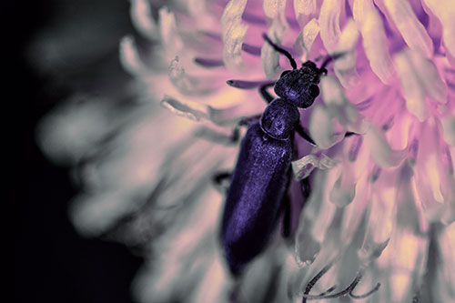 Oedemera Beetle Feasting Among Dandelion (Purple Tint)